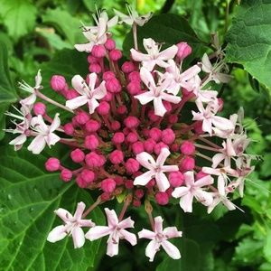 Meet your Posher, Christy